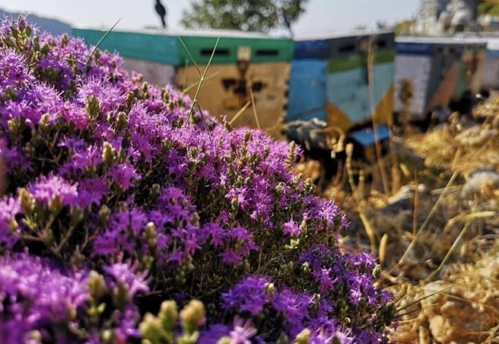 Το θυμαρίσιο κρητικό μέλι: Ένας θησαυρός της φύσης από την Κρήτη